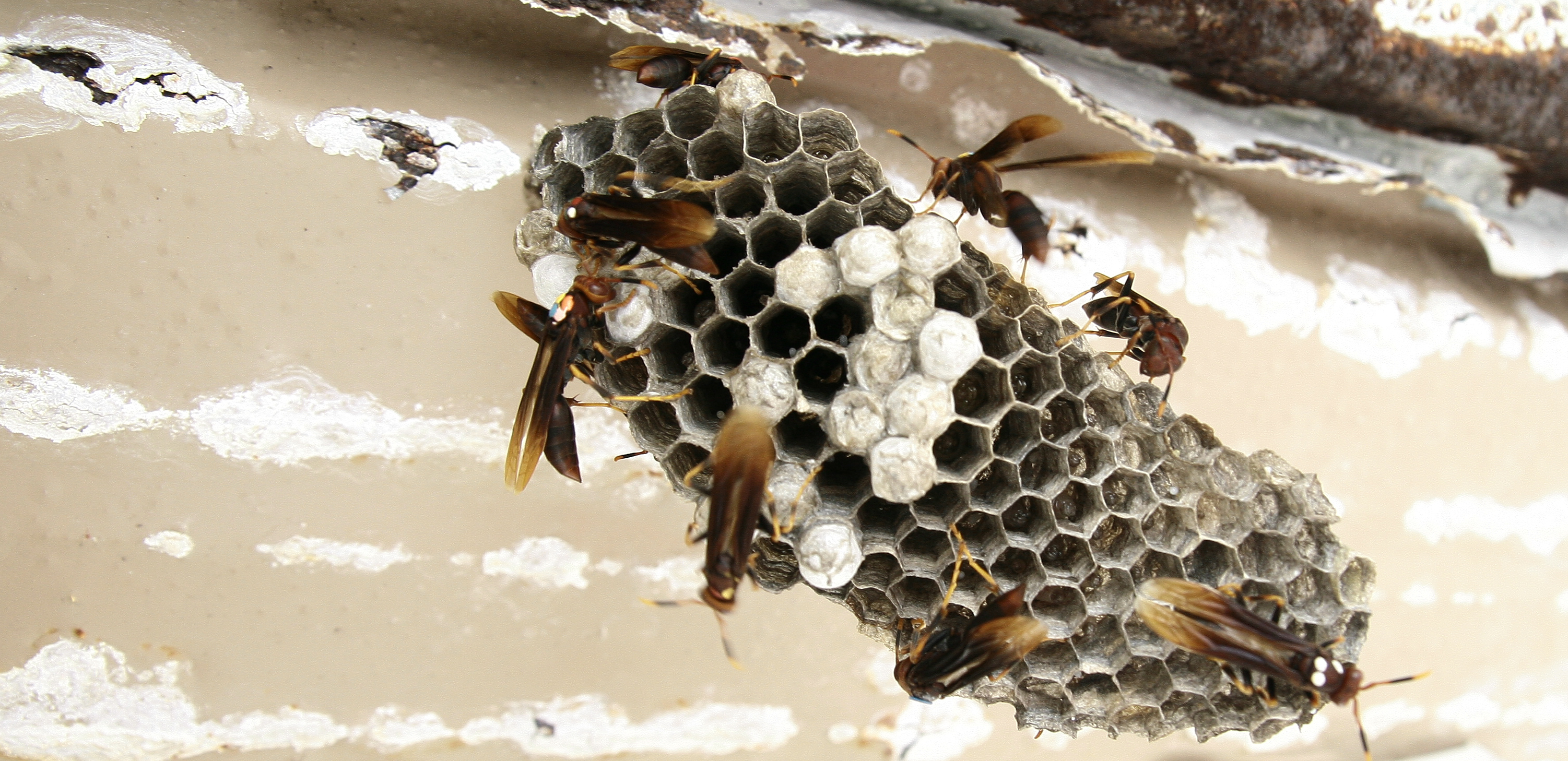 Nest of Polistes Canadensis